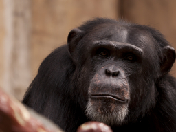 Nachdenklich - Chimpanse